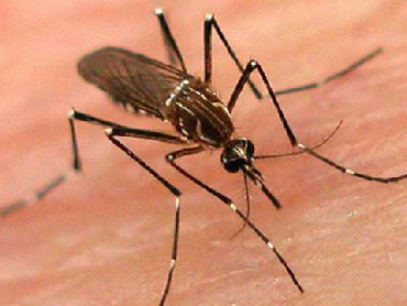 Dengue: Lo que debemos saber…